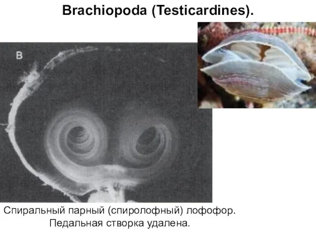 Brachiopoda (Testicardines). Спиральный парный (спиролофный) лофофор. Педальная створка удалена.