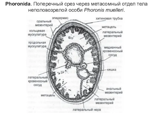 Phoronida. Поперечный срез через метасомный отдел тела неполовозрелой особи Phoronis muelleri.