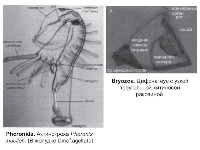 Phoronida. Актинотроха Phoronis muelleri. (В желудке Dinoflagellata) Bryozoa. Цифонатеус с узкой треугольной хитиновой раковиной.