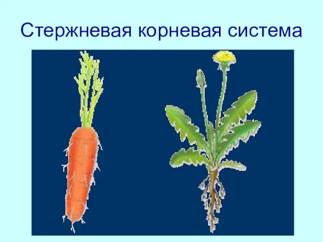 Стержневая корневая система