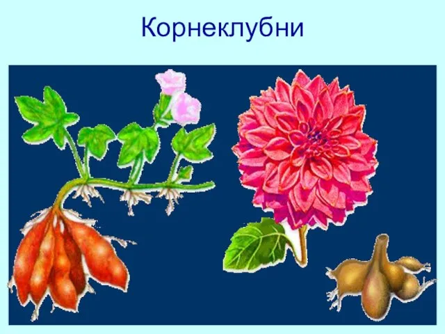 Корнеклубни