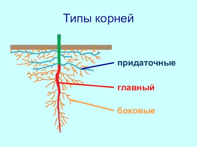 Типы корней