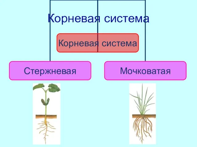 Корневая система