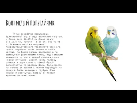 Волнистый попугайчик Птица семейства попугаевых. Единственный вид в роде волнистые попугаи. .