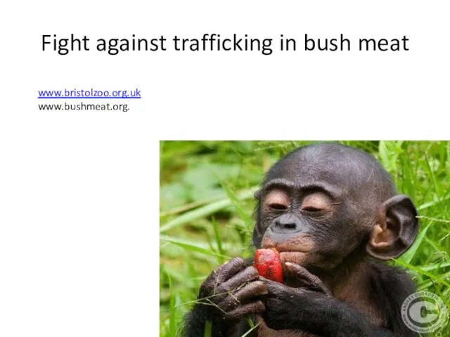 Fight against trafficking in bush meat www.bristolzoo.org.uk www.bushmeat.org.