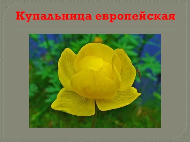 Купальница европейская