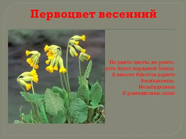 Первоцвет весенний Не рвите цветы, не рвите. Пусть будет нарядней Земля. А