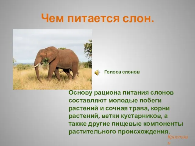 Чем питается слон. Основу рациона питания слонов составляют молодые побеги растений и