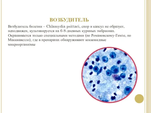 возбудитель Возбудитель болезни – Chlamydia psittaci, спор и капсул не образует, неподвижен,