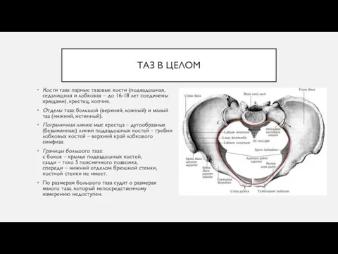 ТАЗ В ЦЕЛОМ Кости таза: парные тазовые кости (подвздошная, седалищная и лобковая