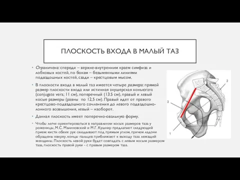 ПЛОСКОСТЬ ВХОДА В МАЛЫЙ ТАЗ Ограничена: спереди – верхне-внутренним краем симфиза и