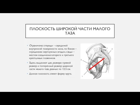 ПЛОСКОСТЬ ШИРОКОЙ ЧАСТИ МАЛОГО ТАЗА Ограничена: спереди – серединой внутренней поверхности лона,