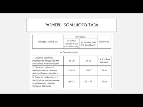 РАЗМЕРЫ БОЛЬШОГО ТАЗА