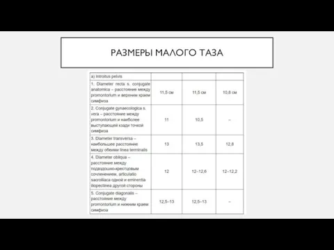 РАЗМЕРЫ МАЛОГО ТАЗА