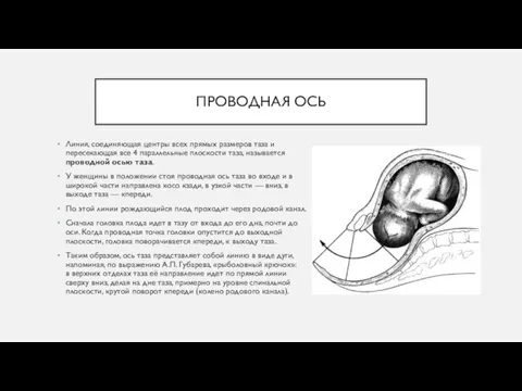 ПРОВОДНАЯ ОСЬ Линия, соединяющая центры всех прямых размеров таза и пересекающая все