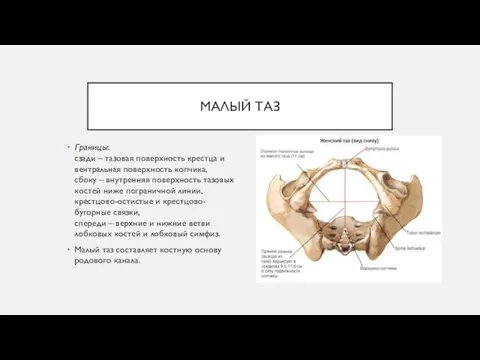 МАЛЫЙ ТАЗ Границы: сзади – тазовая поверхность крестца и вентральная поверхность копчика,