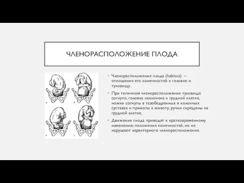 ЧЛЕНОРАСПОЛОЖЕНИЕ ПЛОДА Членорасположение плода (habitus) – отношение его конечностей к головке и