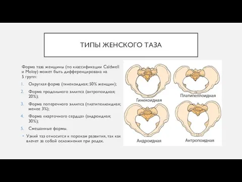 ТИПЫ ЖЕНСКОГО ТАЗА Форма таза женщины (по классификации Caldwell и Moloy) может