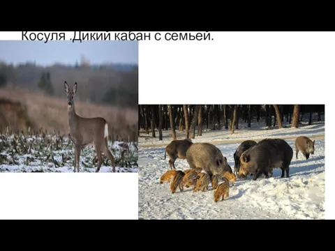 Косуля .Дикий кабан с семьей.