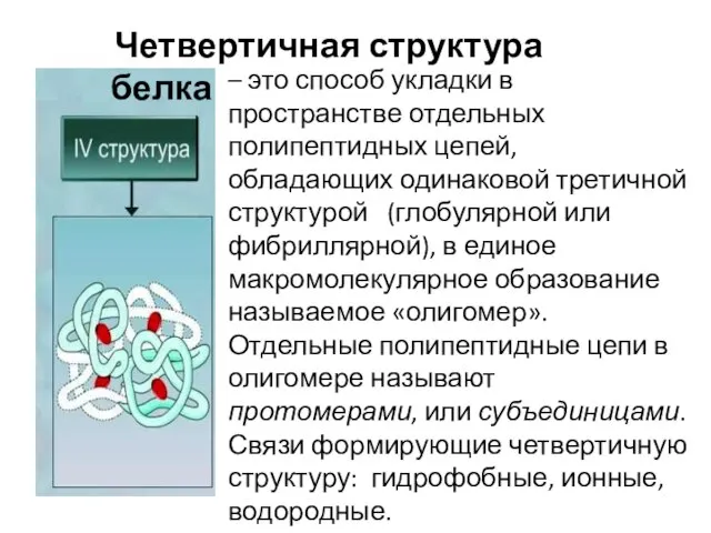 – это способ укладки в пространстве отдельных полипептидных цепей, обладающих одинаковой третичной