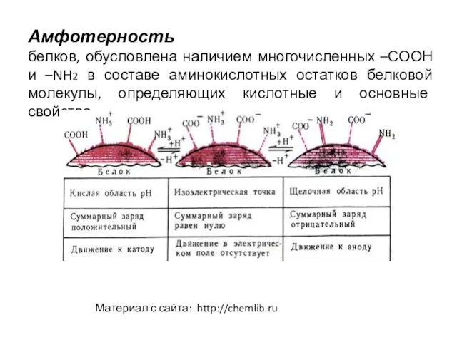 Амфотерность белков, обусловлена наличием многочисленных –СООН и –NH2 в составе аминокислотных остатков