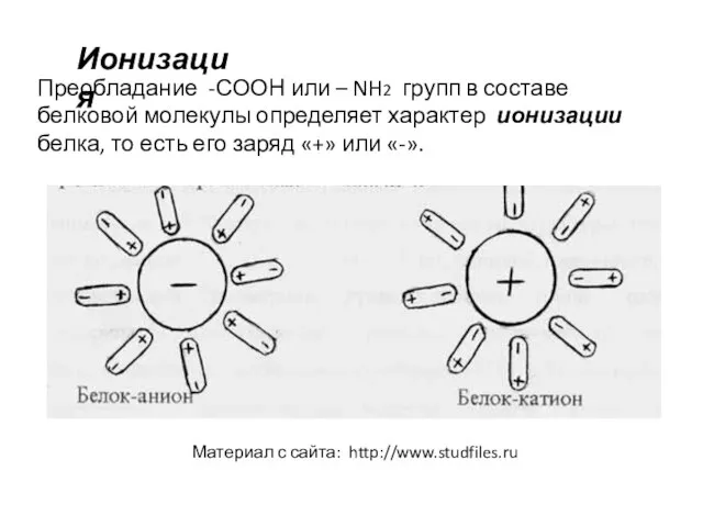 Преобладание -СООН или – NH2 групп в составе белковой молекулы определяет характер