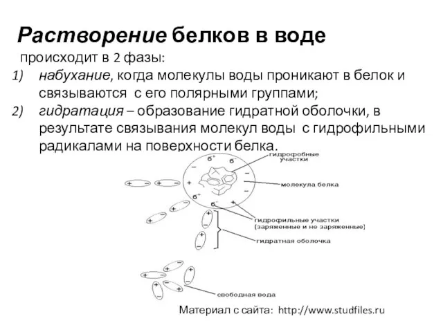 Растворение белков в воде происходит в 2 фазы: набухание, когда молекулы воды