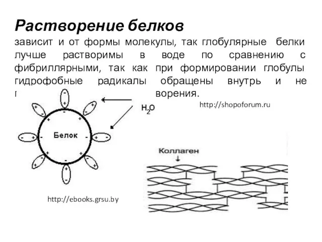 Растворение белков зависит и от формы молекулы, так глобулярные белки лучше растворимы