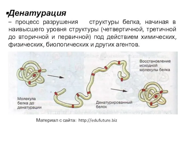 Денатурация – процесс разрушения структуры белка, начиная в наивысшего уровня структуры (четвертичной,