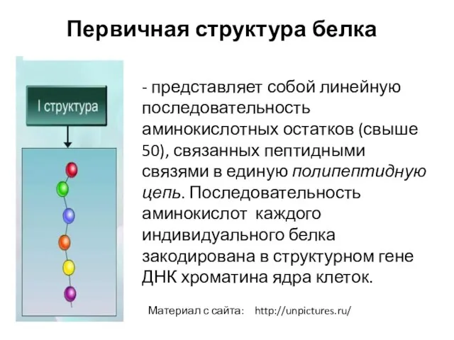 Первичная структура белка - представляет собой линейную последовательность аминокислотных остатков (свыше 50),