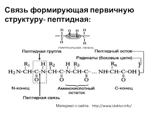 Связь формирующая первичную структуру- пептидная: Материал с сайта: http://www.idoktor.info/