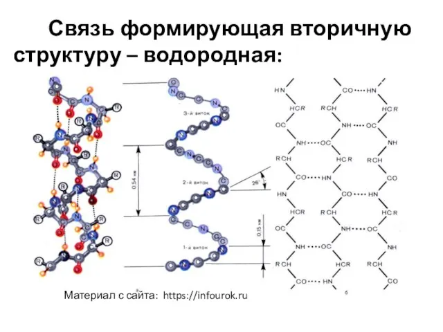 Связь формирующая вторичную структуру – водородная: Материал с сайта: https://infourok.ru