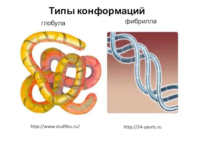 глобула фибрилла http://www.studfiles.ru/ http://24-sports.ru Типы конформаций