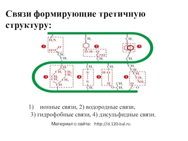 Связи формирующие третичную структуру: ионные связи, 2) водородные связи, 3) гидрофобные связи,