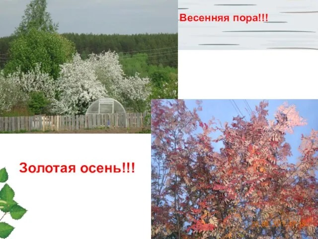 Весенняя пора!!! Золотая осень!!!