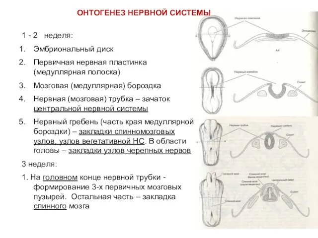 ОНТОГЕНЕЗ НЕРВНОЙ СИСТЕМЫ 1 - 2 неделя: Эмбриональный диск Первичная нервная пластинка