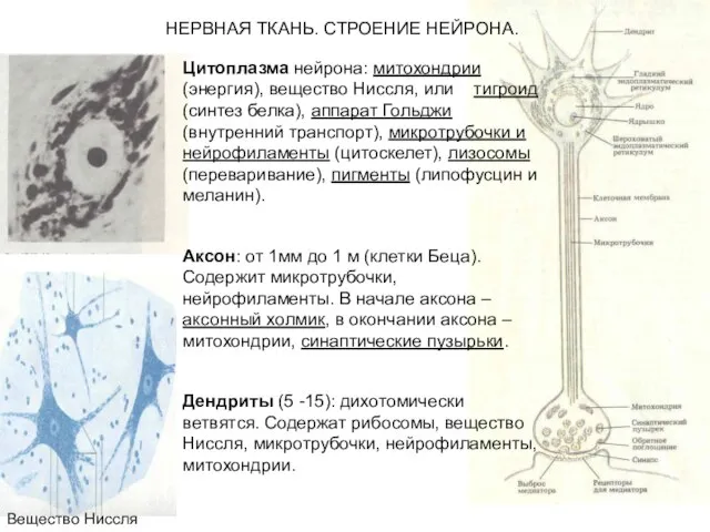 НЕРВНАЯ ТКАНЬ. СТРОЕНИЕ НЕЙРОНА. Вещество Ниссля Цитоплазма нейрона: митохондрии (энергия), вещество Ниссля,