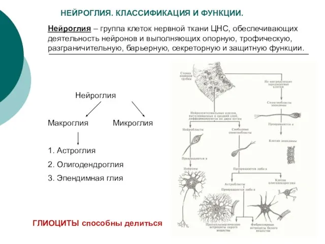 НЕЙРОГЛИЯ. КЛАССИФИКАЦИЯ И ФУНКЦИИ. Нейроглия – группа клеток нервной ткани ЦНС, обеспечивающих