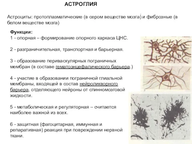 АСТРОГЛИЯ Функции: 1 - опорная – формирование опорного каркаса ЦНС. 2 -