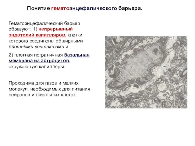 Гематоэнцефалический барьер образуют: 1) непрерывный эндотелий капилляров, клетки которого соединены обширными плотными