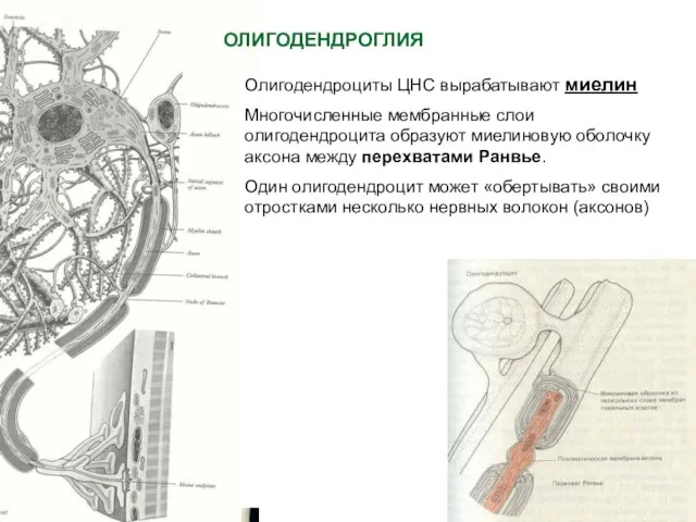 ОЛИГОДЕНДРОГЛИЯ Олигодендроциты ЦНС вырабатывают миелин Многочисленные мембранные слои олигодендроцита образуют миелиновую оболочку