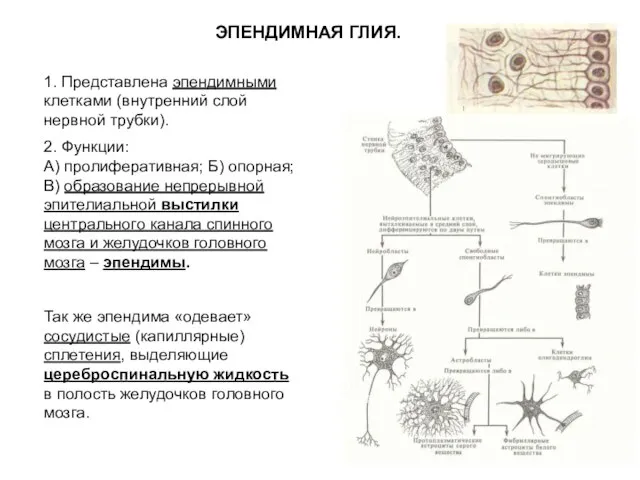 1. Представлена эпендимными клетками (внутренний слой нервной трубки). 2. Функции: А) пролиферативная;