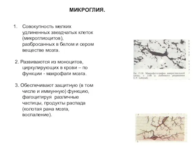 МИКРОГЛИЯ. Совокупность мелких удлиненных звездчатых клеток (микроглиоцитов), разбросанных в белом и сером