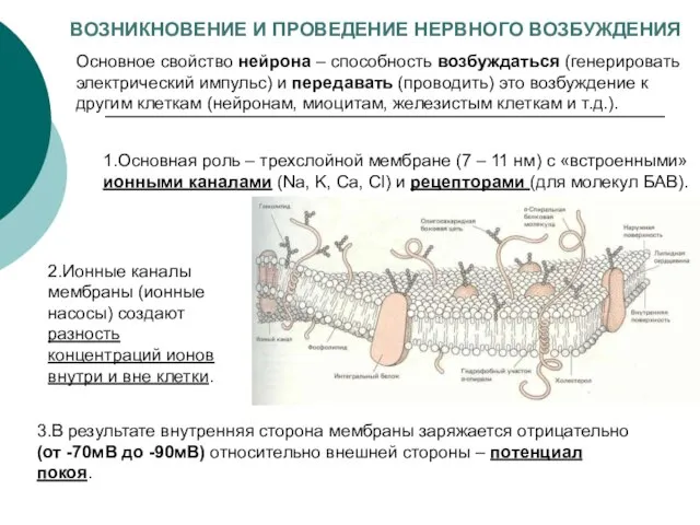 1.Основная роль – трехслойной мембране (7 – 11 нм) с «встроенными» ионными