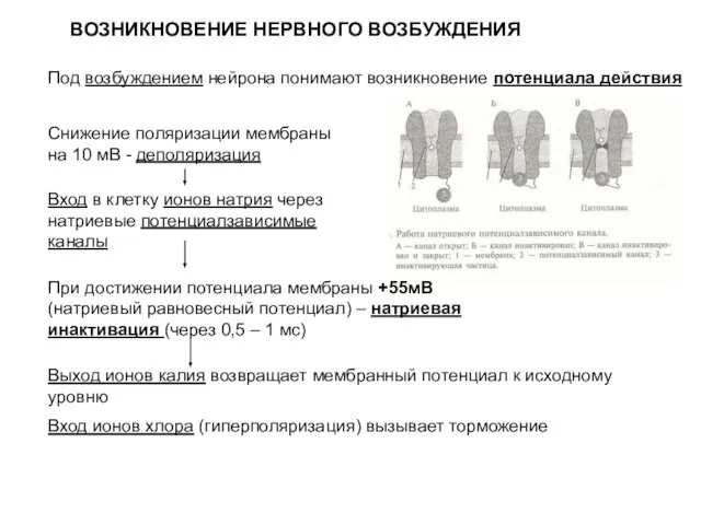 ВОЗНИКНОВЕНИЕ НЕРВНОГО ВОЗБУЖДЕНИЯ Под возбуждением нейрона понимают возникновение потенциала действия Снижение поляризации