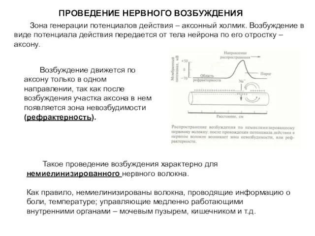 ПРОВЕДЕНИЕ НЕРВНОГО ВОЗБУЖДЕНИЯ Зона генерации потенциалов действия – аксонный холмик. Возбуждение в