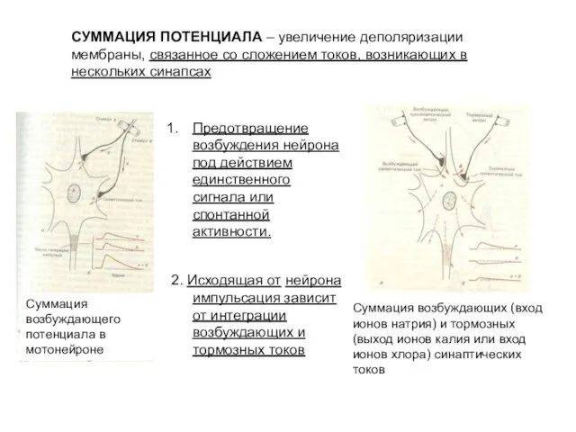 СУММАЦИЯ ПОТЕНЦИАЛА – увеличение деполяризации мембраны, связанное со сложением токов, возникающих в