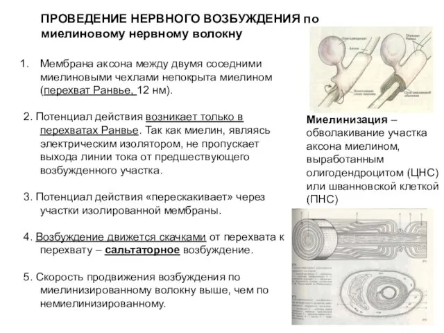 ПРОВЕДЕНИЕ НЕРВНОГО ВОЗБУЖДЕНИЯ по миелиновому нервному волокну Миелинизация – обволакивание участка аксона