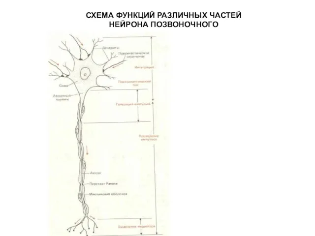 СХЕМА ФУНКЦИЙ РАЗЛИЧНЫХ ЧАСТЕЙ НЕЙРОНА ПОЗВОНОЧНОГО