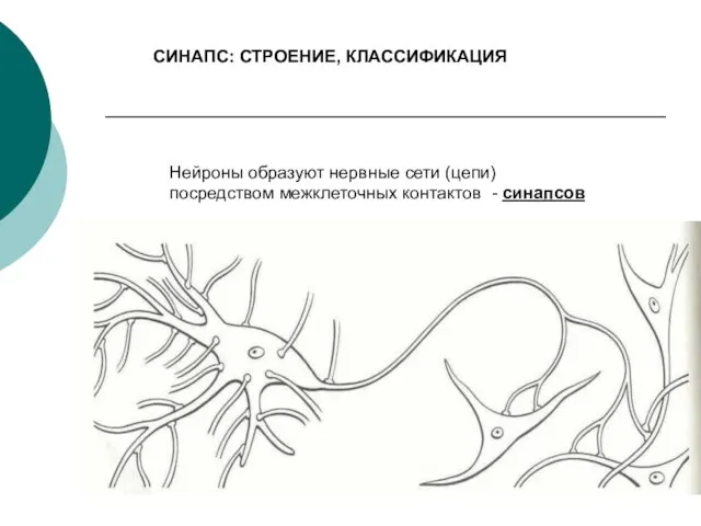 СИНАПС: СТРОЕНИЕ, КЛАССИФИКАЦИЯ Нейроны образуют нервные сети (цепи) посредством межклеточных контактов - синапсов